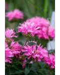 Монарда двійчаста ‘Пінк Фростінг’|Monarda didyma ‘Pink Frosting’|Монарда двойная ‘Пинк Фростинг’